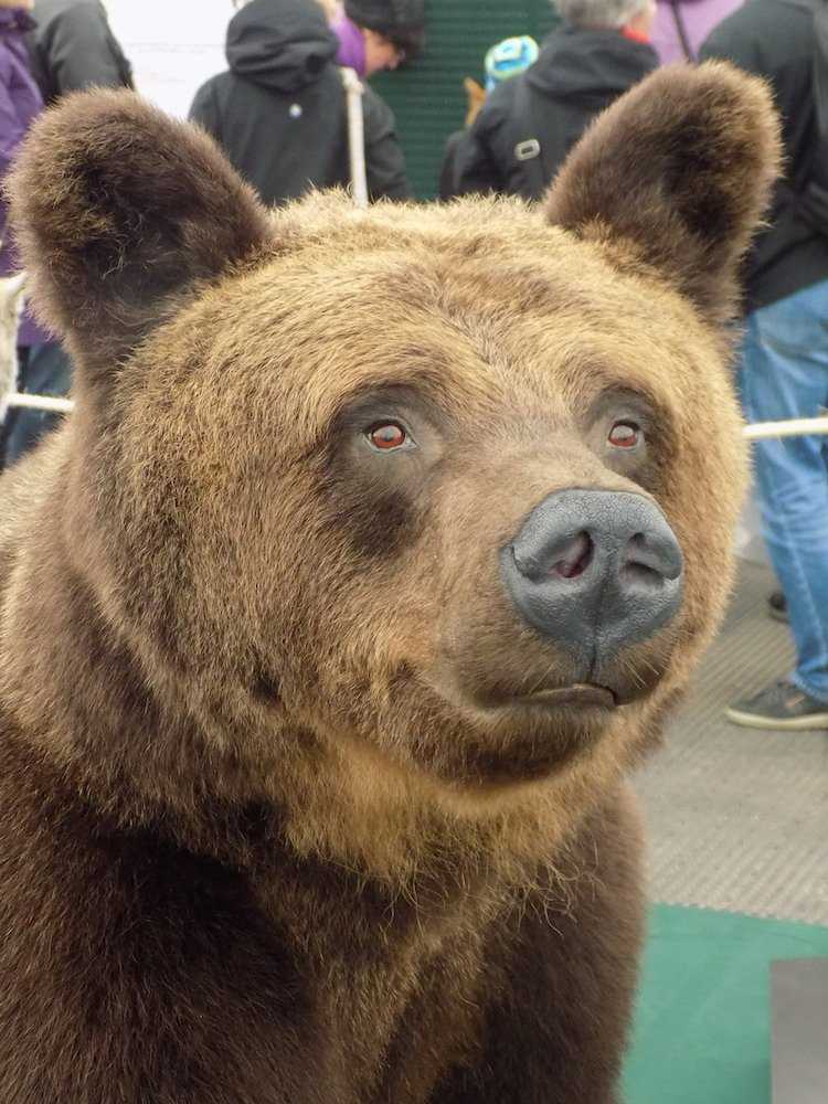 фото чучело медведя