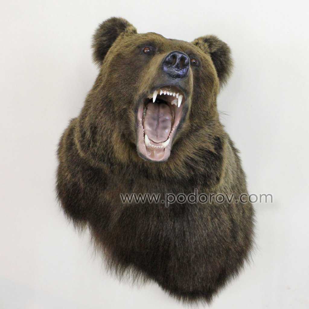 Пещерный медведь - предок наших медведей