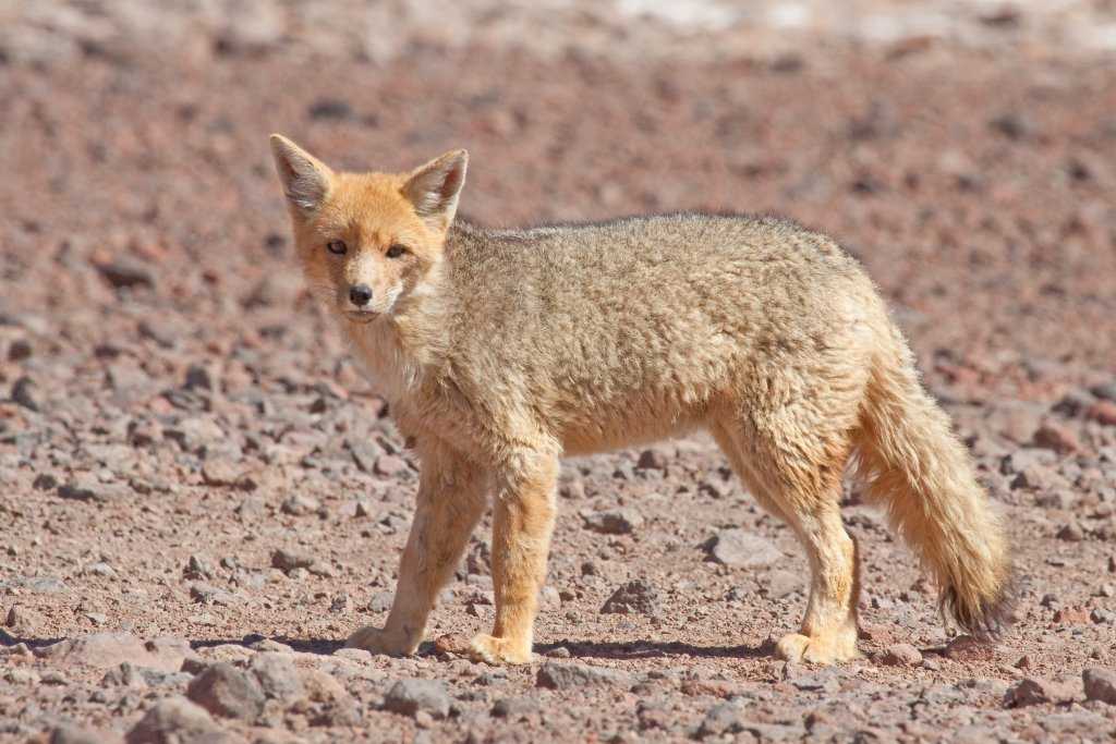 Южноамериканские лисицы - фото, образ жизни, чем питаются