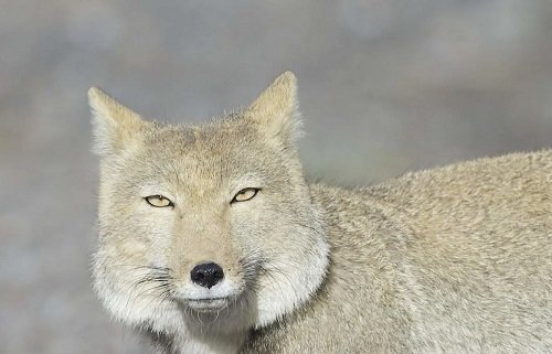 Виды лисиц - тибетская лиса - фото, описание, образ жизни