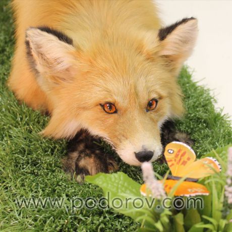 Портфолио чучело лисы с бабочкой – Фотография № 3.