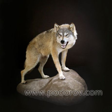 Портфолио чучело волка с оскалом – Фотография № 1.