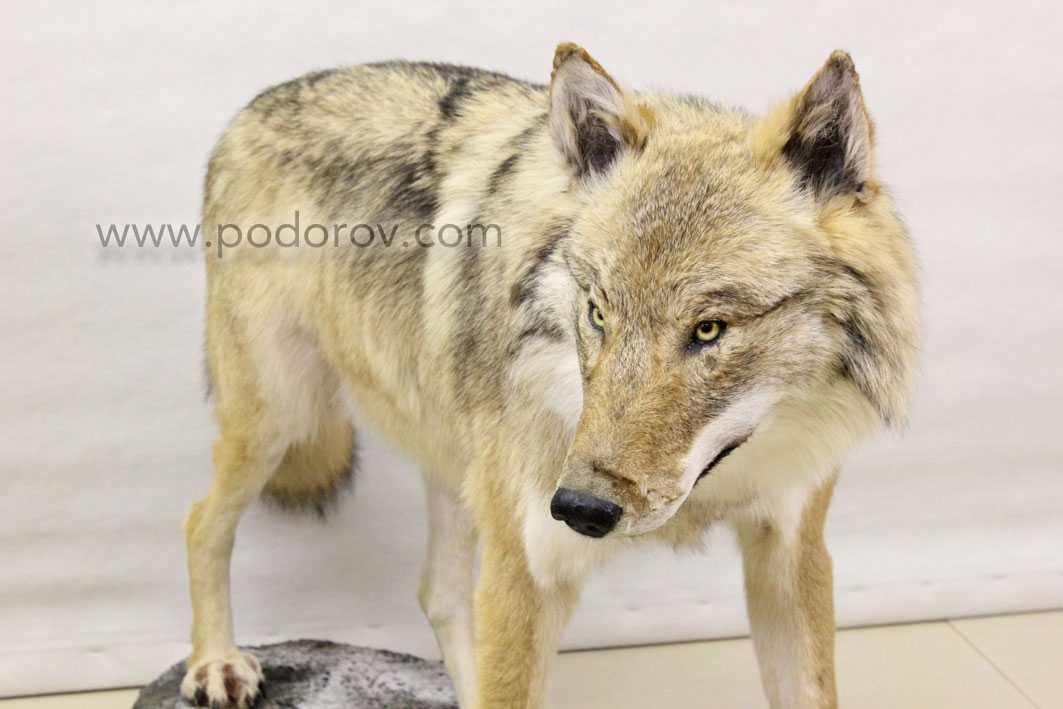 Волкособы: породы гибридов собаки и волка