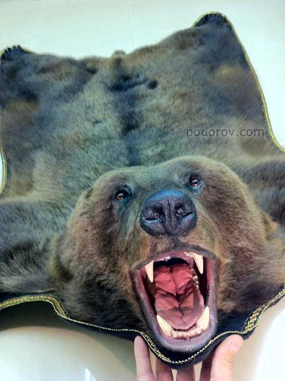 О коврах из медвежьих шкур – Фотография № 2.