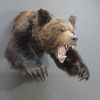 Чучело медведя с лапами – Фотография № 3.