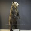 Декоративный медведь 225 см с оскалом – Фотография № 4.