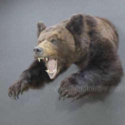 Голова медведя с лапами