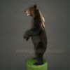 Стоящий на подставке трофейный медведь 200 см – Фотография № 4.
