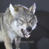Декоративный крупный волк в агрессивной позе – Фотография № 4.