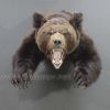 Чучело головы медведя с лапами – Фотография № 2.