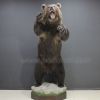 Чучело медведя с поднятыми лапами – Фотография № 1.