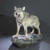 Реалистичное чучело волка с оскалом – Фотография № 1.