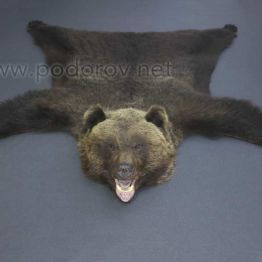 Шкура медведя 170 см