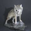 Трофейное изделие из крупного волка на камне – Фотография № 2.