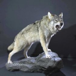 Волк — символ мужественности