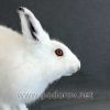 Чучело зайца-беляка – Фотография № 5.
