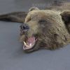 Качественный медвежий ковер 160 см с открытой пастью – Фотография № 2.