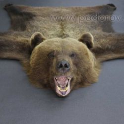 Шкура медведя 210 см