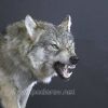 Скалящийся крупный волк на постаменте – Фотография № 3.