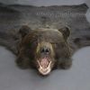 Шкура медведя 225 см – Фотография № 1.