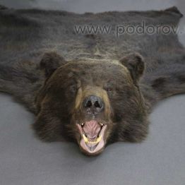 Шкура медведя 225 см