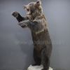Чучело медведя в агрессивной позе с поднятыми лапами – Фотография № 2.