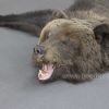 Изделие из натуральной шкуры медведя 150 см с объемной головой – Фотография № 2.