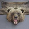 Шкура медведя 160 см – Фотография № 1.