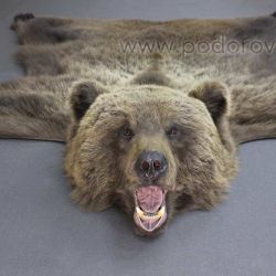 Шкура медведя 160 см