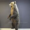 Медведь 225 см в естественной позе на подставке – Фотография № 3.